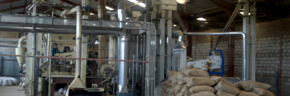 Rice milling in our factory 