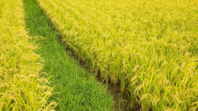 rice growing mwea