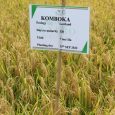 Rice Varieties in Kenya: Premium Mwea Rice Grown in the Heart of the Country