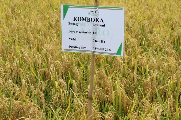 komboka rice