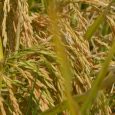Requirements for Rice Farming: A Complete Guide for Successful Rice Production