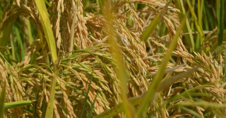 rice varieties