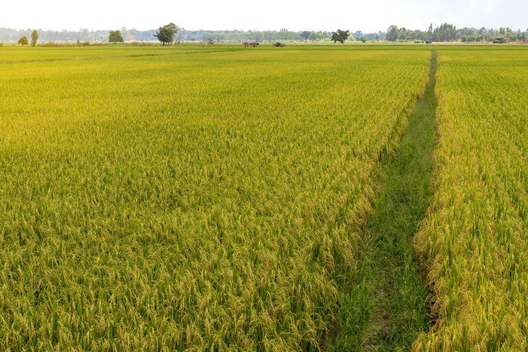 scenery-of-rice-fields-and-mound-grooves-free-photo
